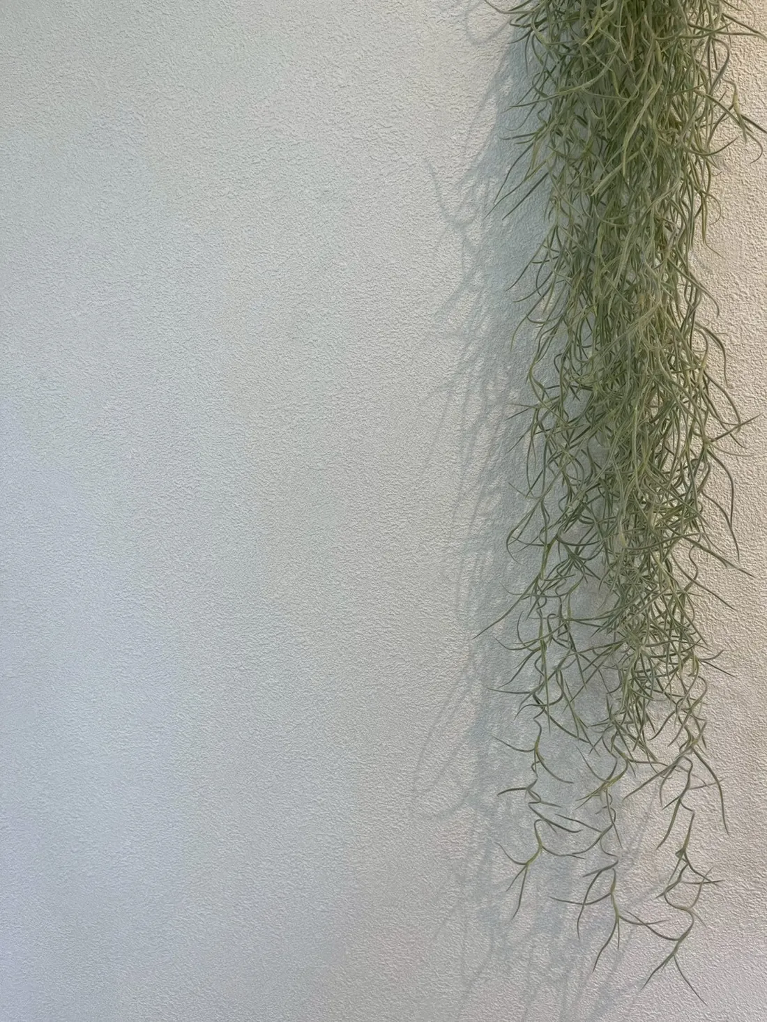 COCORO の店内の壁に飾られた植物